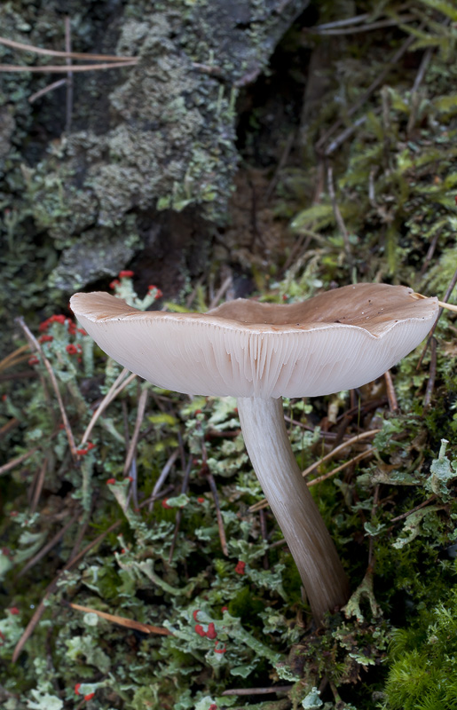 Pluteus cervinus